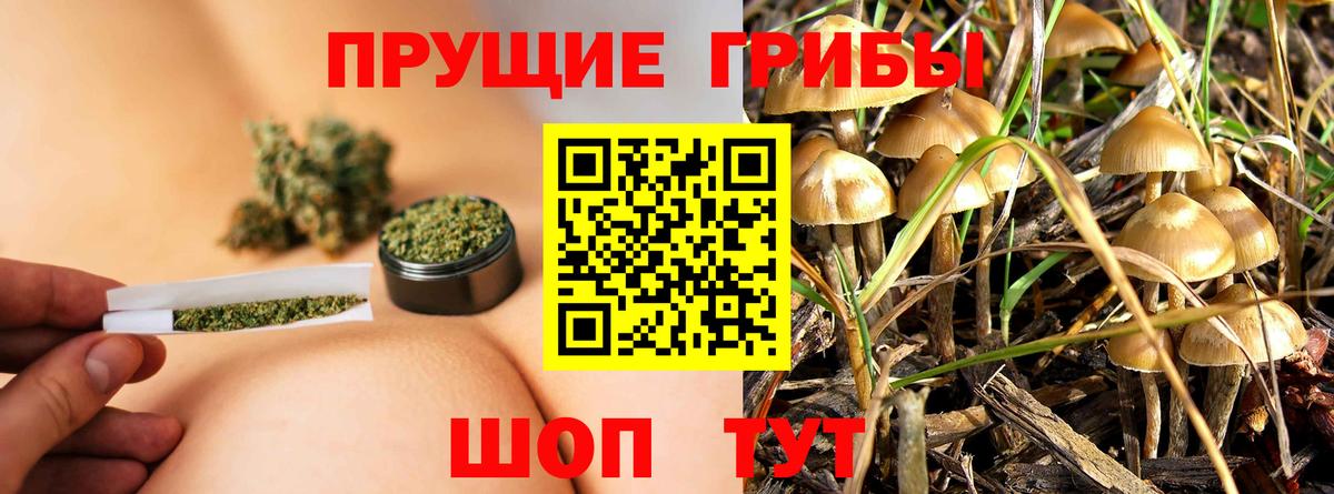 Галлюциногенные грибы прущие грибы Губаха